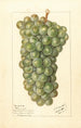 Vitis Palarusa - Ellen Isham Schutt — weergave van het kunstwerk