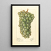 Vitis Palarusa - Ellen Isham Schutt — ingelijst kunstwerk aan de muur