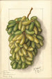 Vitis Pizzutella - Ellen Isham Schutt — weergave van het kunstwerk