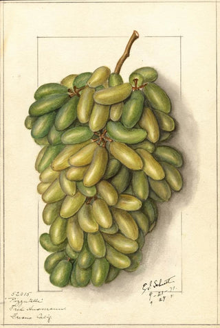 Ellen Isham Schutt - Vitis Pizzutella.webp