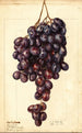 Vitis Red Emperor - Ellen Isham Schutt — weergave van het kunstwerk