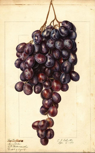 Ellen Isham Schutt - Vitis Red Emperor.webp