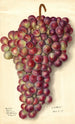 Vitis Rodites - Ellen Isham Schutt — weergave van het kunstwerk