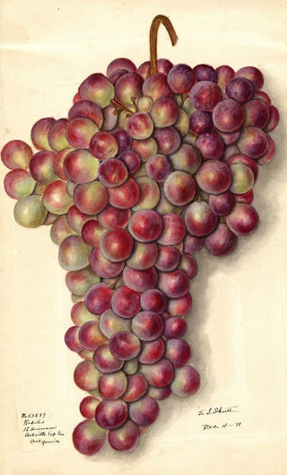 Ellen Isham Schutt - Vitis Rodites.webp