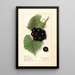 Vitis Sugar Pulp - Ellen Isham Schutt — ingelijst kunstwerk aan de muur