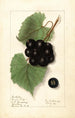 Vitis Sugar Pulp - Ellen Isham Schutt — weergave van het kunstwerk