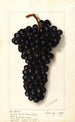 Vitis Syrah de l'Hermitage - Ellen Isham Schutt — weergave van het kunstwerk