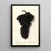 Vitis Syrah de l'Hermitage - Ellen Isham Schutt — ingelijst kunstwerk aan de muur