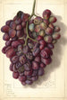 Vitis Takayo - Ellen Isham Schutt — weergave van het kunstwerk