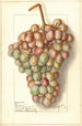Vitis Teneron - Ellen Isham Schutt — weergave van het kunstwerk