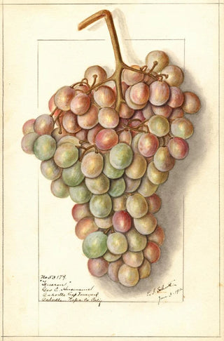 Ellen Isham Schutt - Vitis Teneron.webp