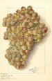 Vitis Ulliade Blanche d'Ambre - Ellen Isham Schutt — weergave van het kunstwerk