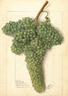 Vitis White Corinthe - Ellen Isham Schutt — weergave van het kunstwerk