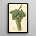 Vitis White Corinthe - Ellen Isham Schutt — ingelijst kunstwerk aan de muur