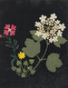 Paper-cut flower album painting pl. 03 - Ellen W. — artwork view