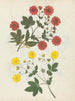 Paper-cut flower album painting pl. 08 - Ellen W. — artwork view