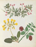 Album de bloemen in papier gesneden pl. 13 - Ellen W. | Reproduction — weergave van het kunstwerk