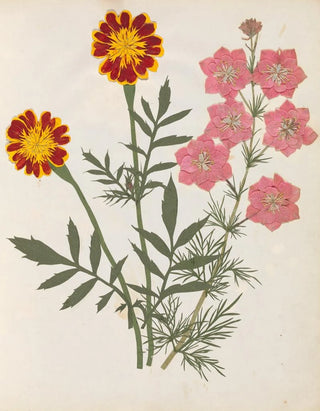 Ellen W - Album of cutpaper flowers Pl17.webp