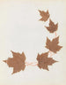 Album de bloemen in papier gesneden Pl26 - Ellen W. — weergave van het kunstwerk