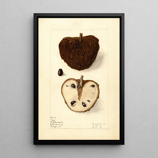 Elsie E Lower - Annona squamosa No.webp