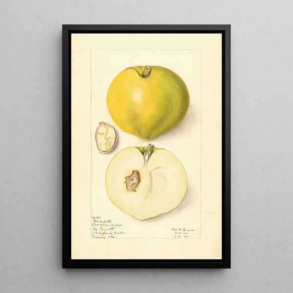 Elsie E Lower - Casimiroa edulis.webp