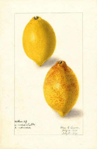 Elsie E Lower - Citrus limon.webp