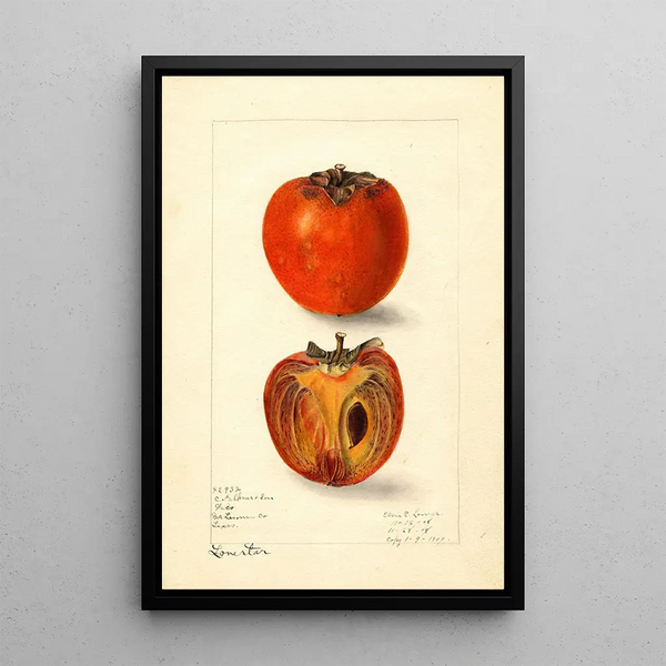 Elsie E Lower - Diospyros Lone Star.webp
