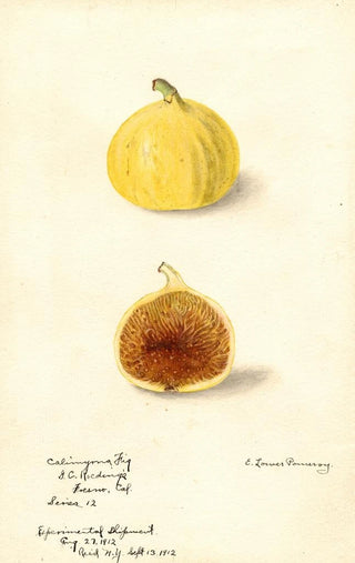 Elsie E Lower - Ficus Calimyrna fig.webp