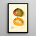 Mangifera indica Rajabury - Elsie E. Lower — ingelijst kunstwerk aan de muur