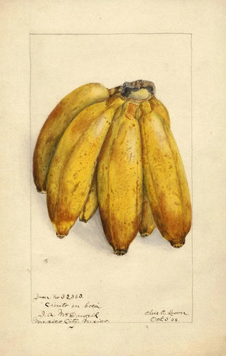 Elsie E Lower - Musa Ciento en Boca.webp