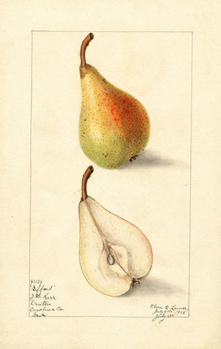 Elsie E Lower - Pyrus communis Giffard.webp