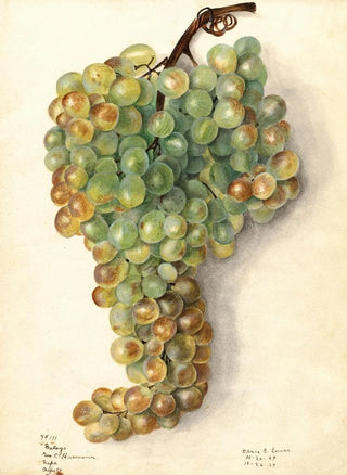 Elsie E Lower - Vitis Malaga.webp