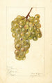 Vitis No - Elsie E. Lower — weergave van het kunstwerk