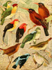 Arirambas da matta Virgin Uirpur Diverse Sahy - Emil August Göldi — artwork view