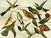 Paradijsvogels - Emil August Göldi — weergave van het kunstwerk