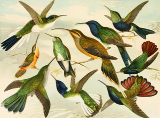 Paradijsvogels - Emil August Göldi — weergave van het kunstwerk