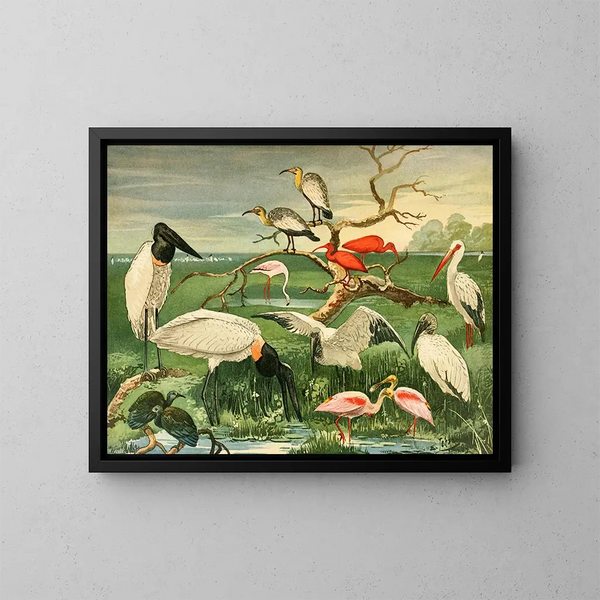 Ooievaars met lepelbek - Emil August Göldi — ingelijst kunstwerk aan de muur