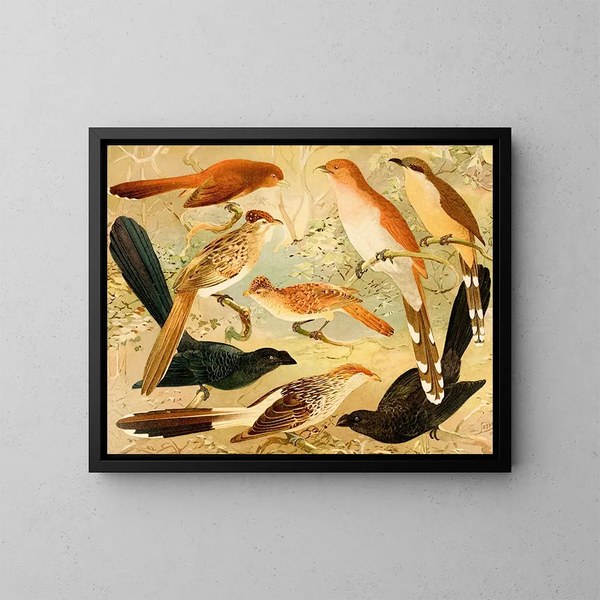 Chinco Saci An Quirir - Emil August Göldi — ingelijst kunstwerk aan de muur
