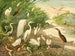 Garas - Emil August Göldi — weergave van het kunstwerk