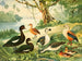 Eenden en ganzen - Emil August Göldi — weergave van het kunstwerk