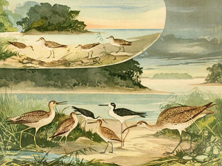 Bécassines en Bécassins - Emil August Göldi — weergave van het kunstwerk