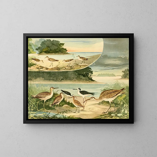 Bécassines en Bécassins - Emil August Göldi — ingelijst kunstwerk aan de muur