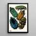 Insectes Pl04 - Émile-Allain Séguy — ingelijst kunstwerk aan de muur