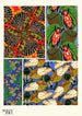 Insectes Pl11 - Émile-Allain Séguy — weergave van het kunstwerk