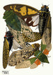 Insectes Pl12 - Émile-Allain Séguy — weergave van het kunstwerk