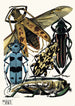 Insectes Pl14 - Émile-Allain Séguy | Reproduction — weergave van het kunstwerk