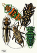Insectes Pl15 - Émile-Allain Séguy — weergave van het kunstwerk