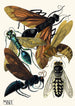 Insectes Pl17 - Émile-Allain Séguy — weergave van het kunstwerk