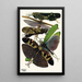 Insectes Pl19 - Émile-Allain Séguy — ingelijst kunstwerk aan de muur
