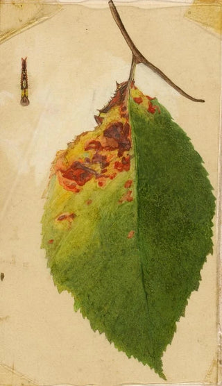 Emma Beach Thayer - Crumpled and Withered Leaf Edge Mimicking Caterpillar.webp